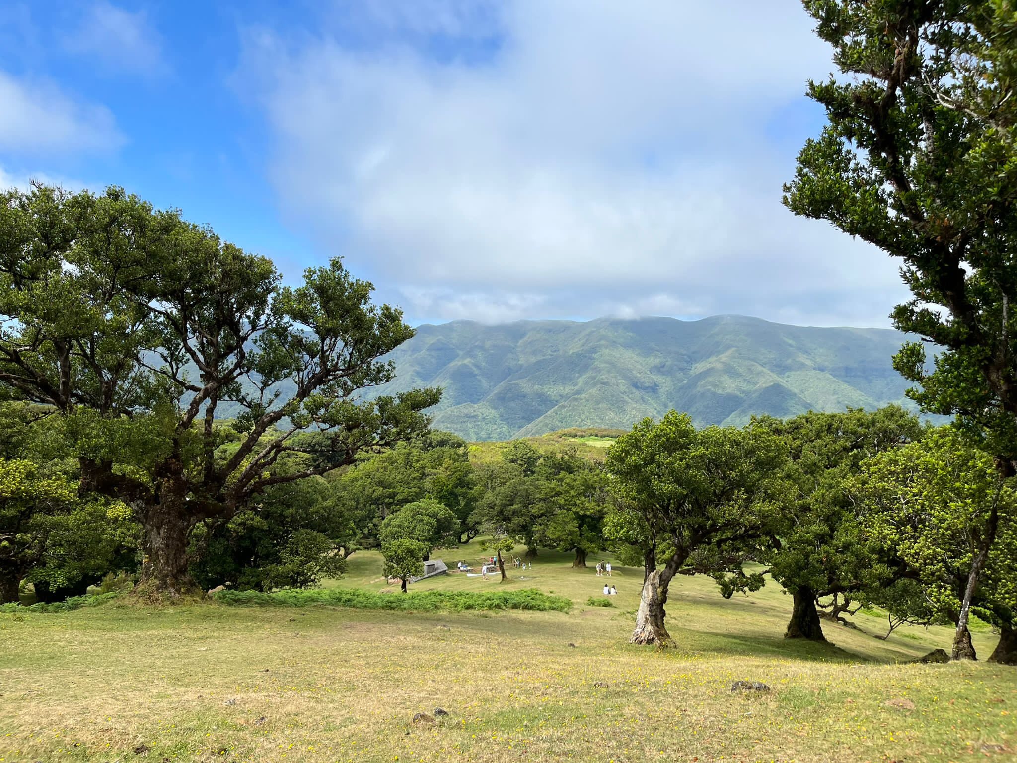 Picknicken in Fanal Forest